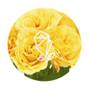 Garden Roses 12 St
